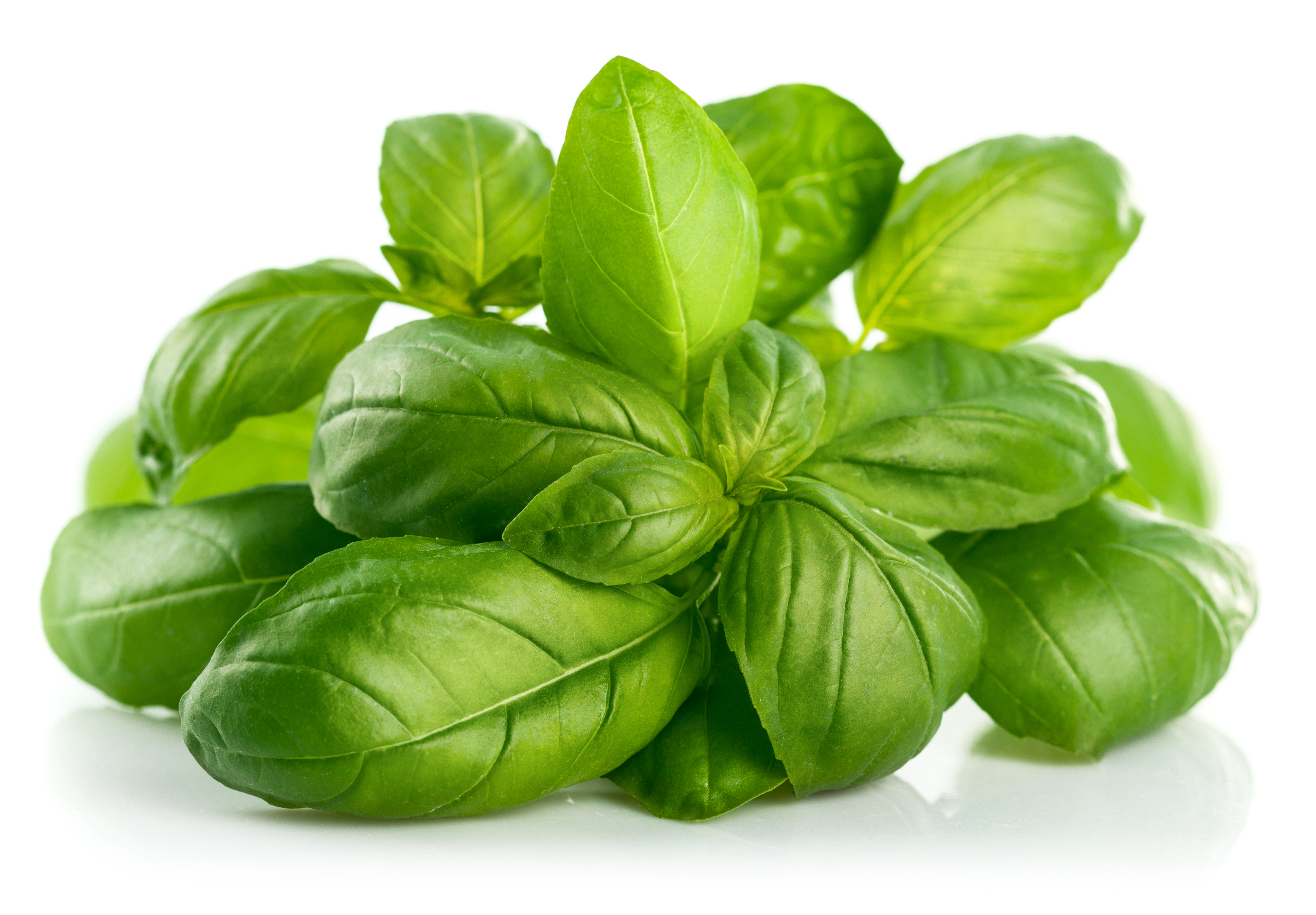 Basil oil