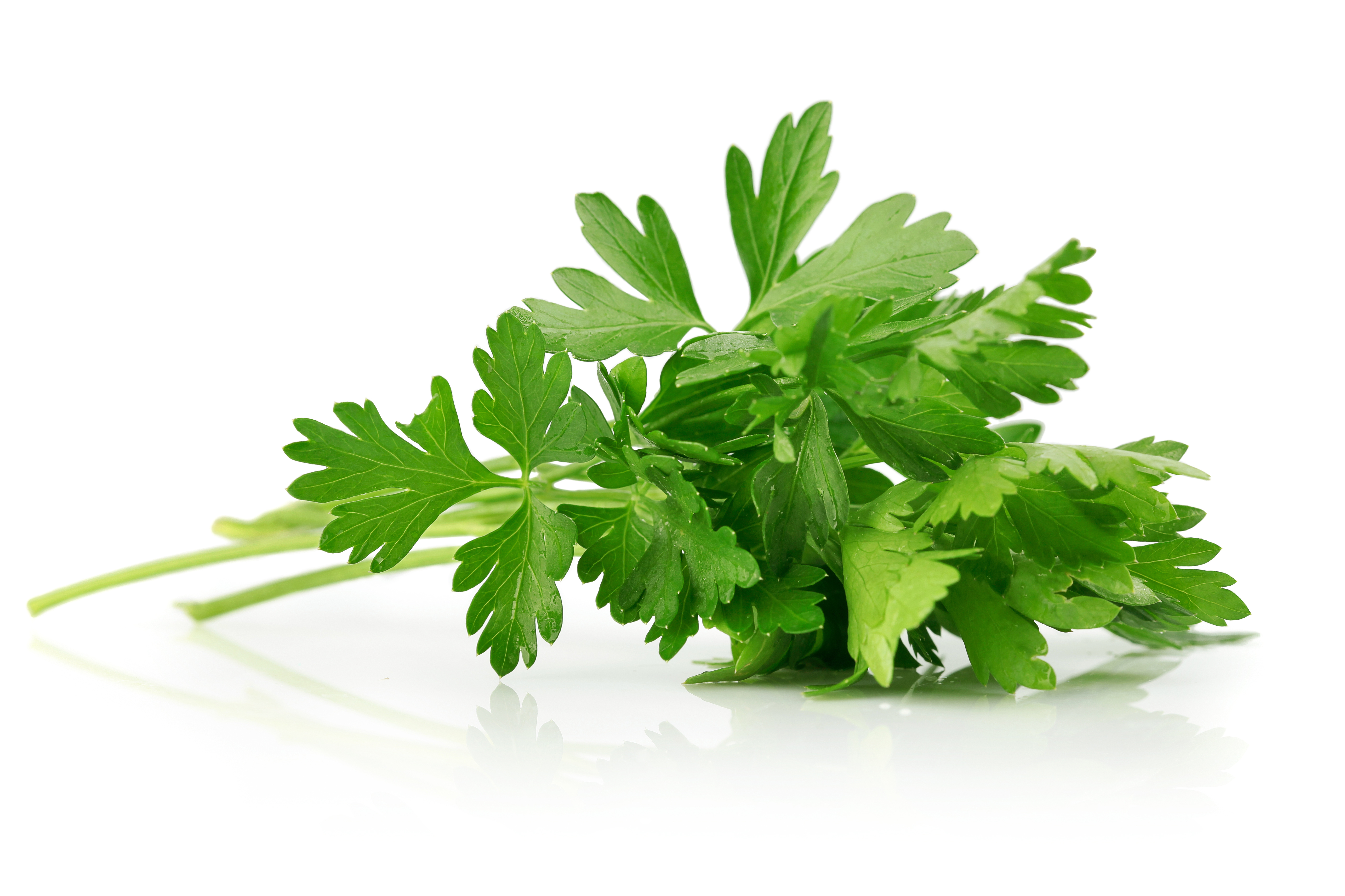 Parsley herb oil