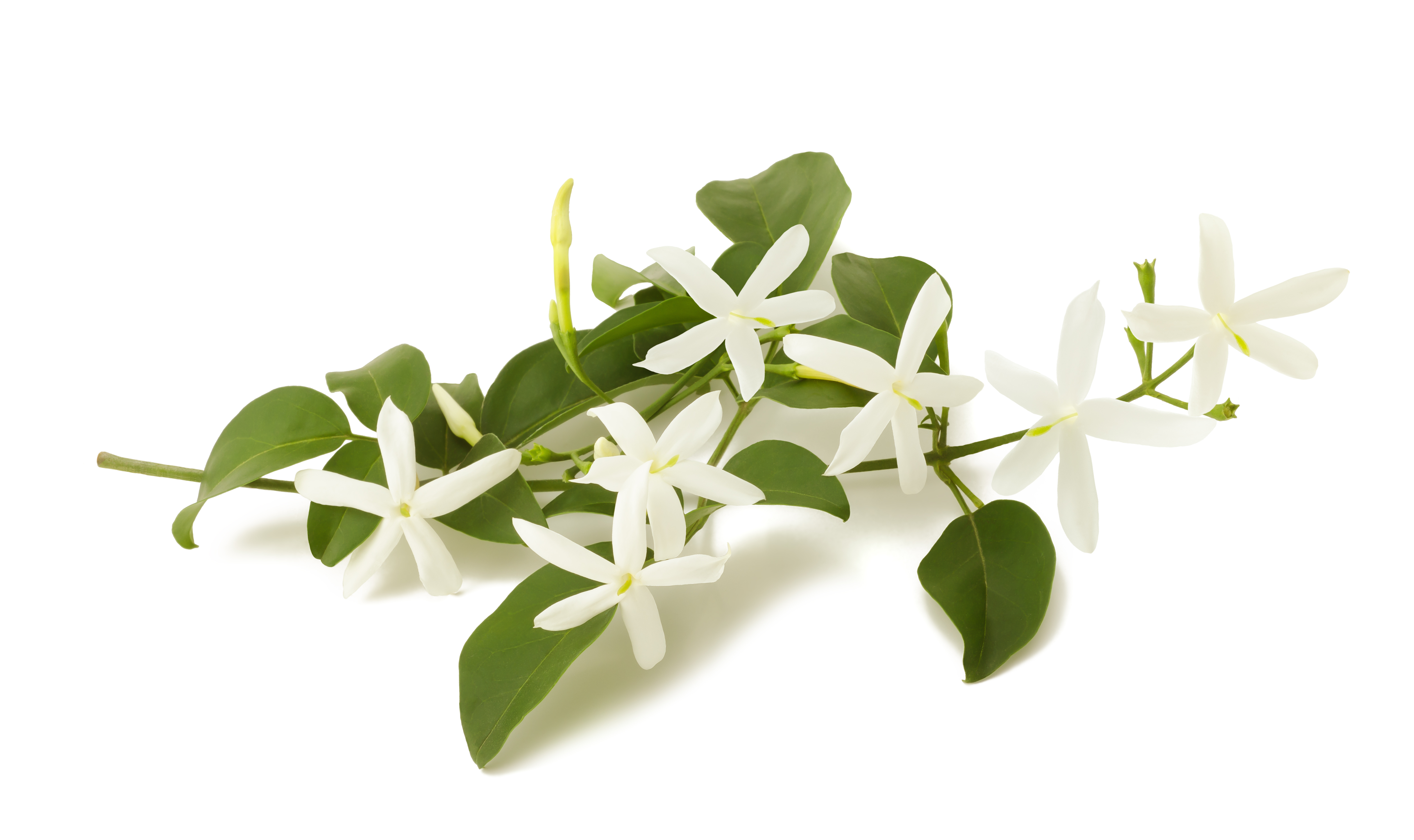 Jasmine Absolute / concrete