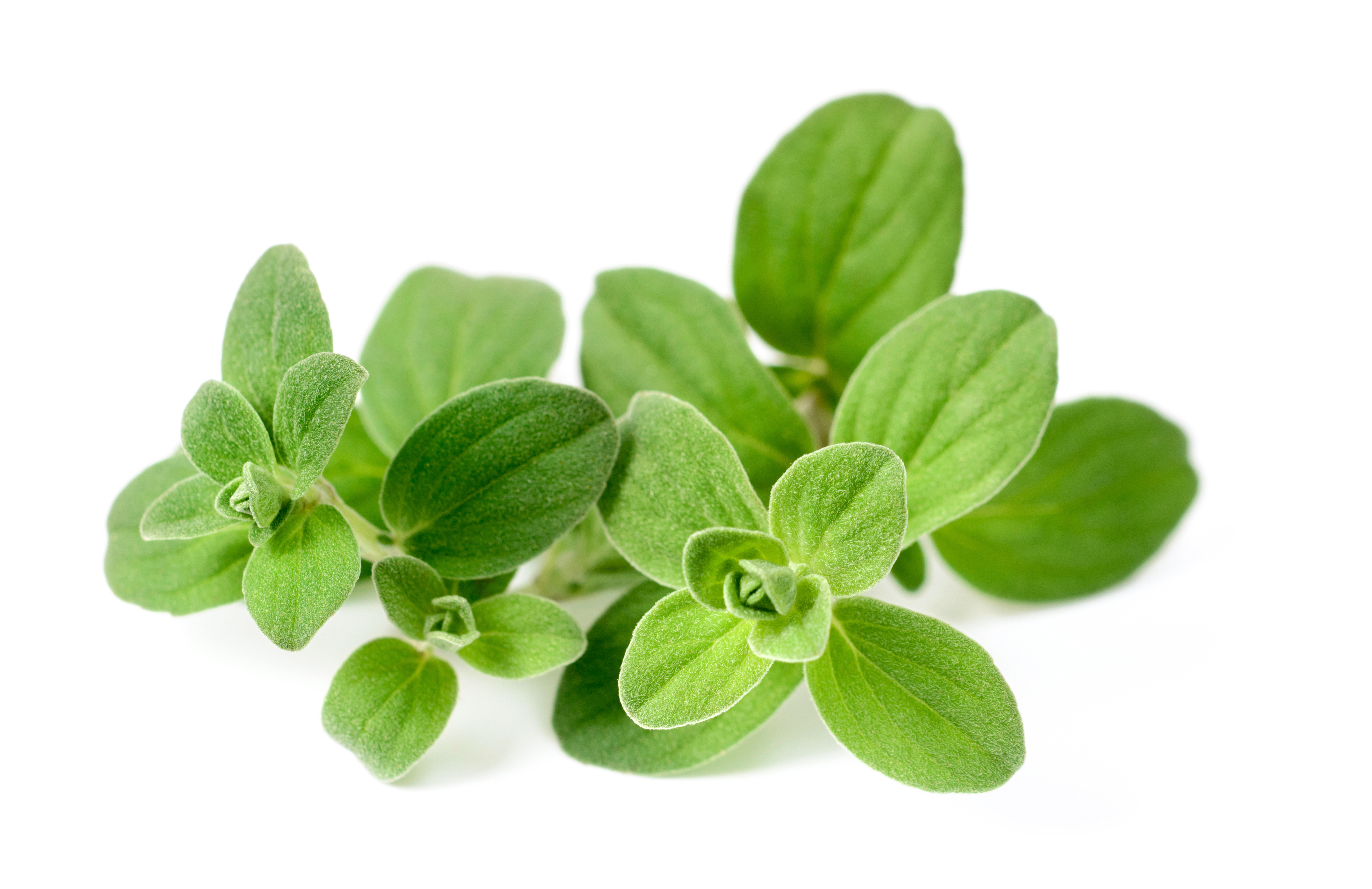Marjoram oil