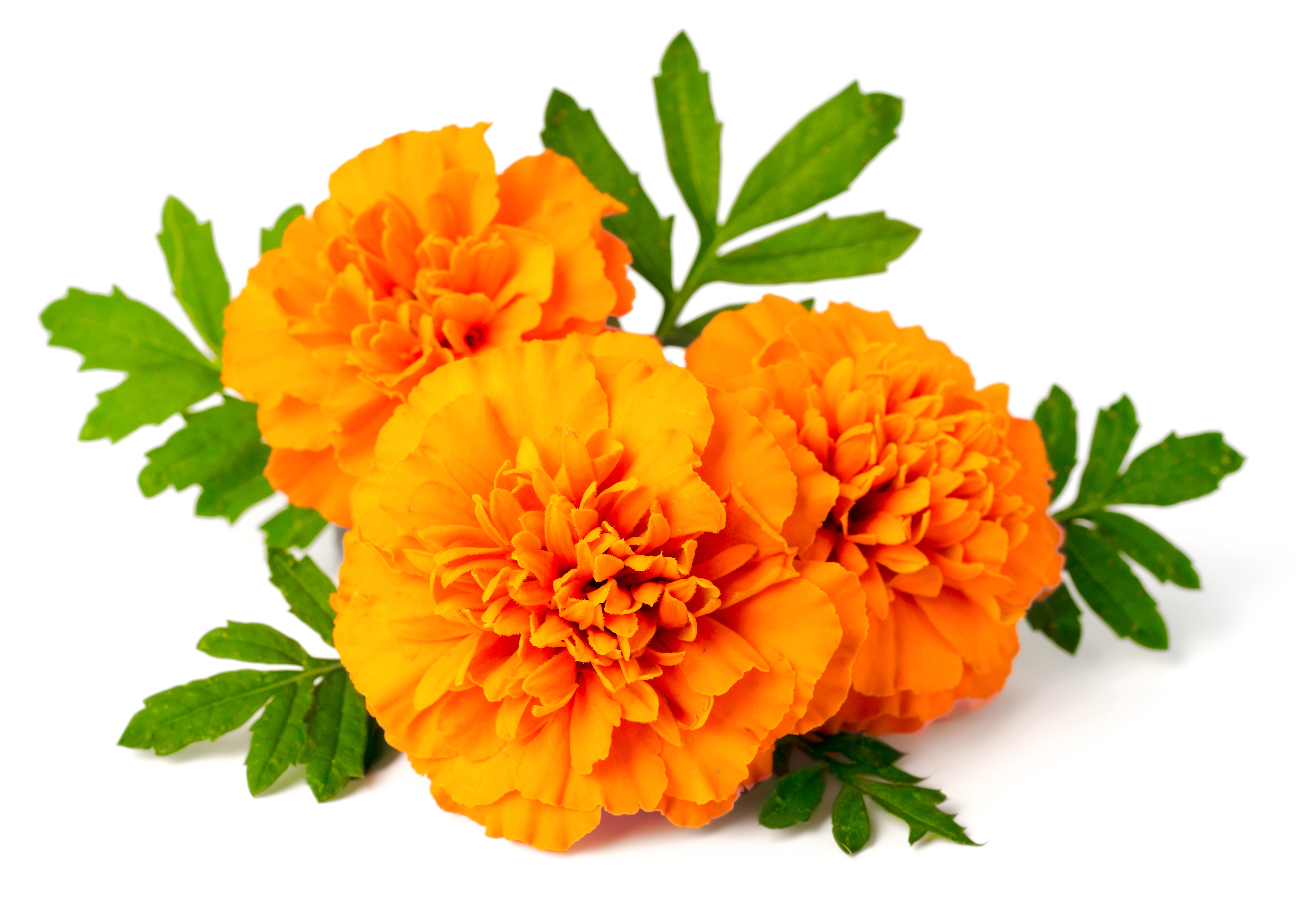 Tagetes oil