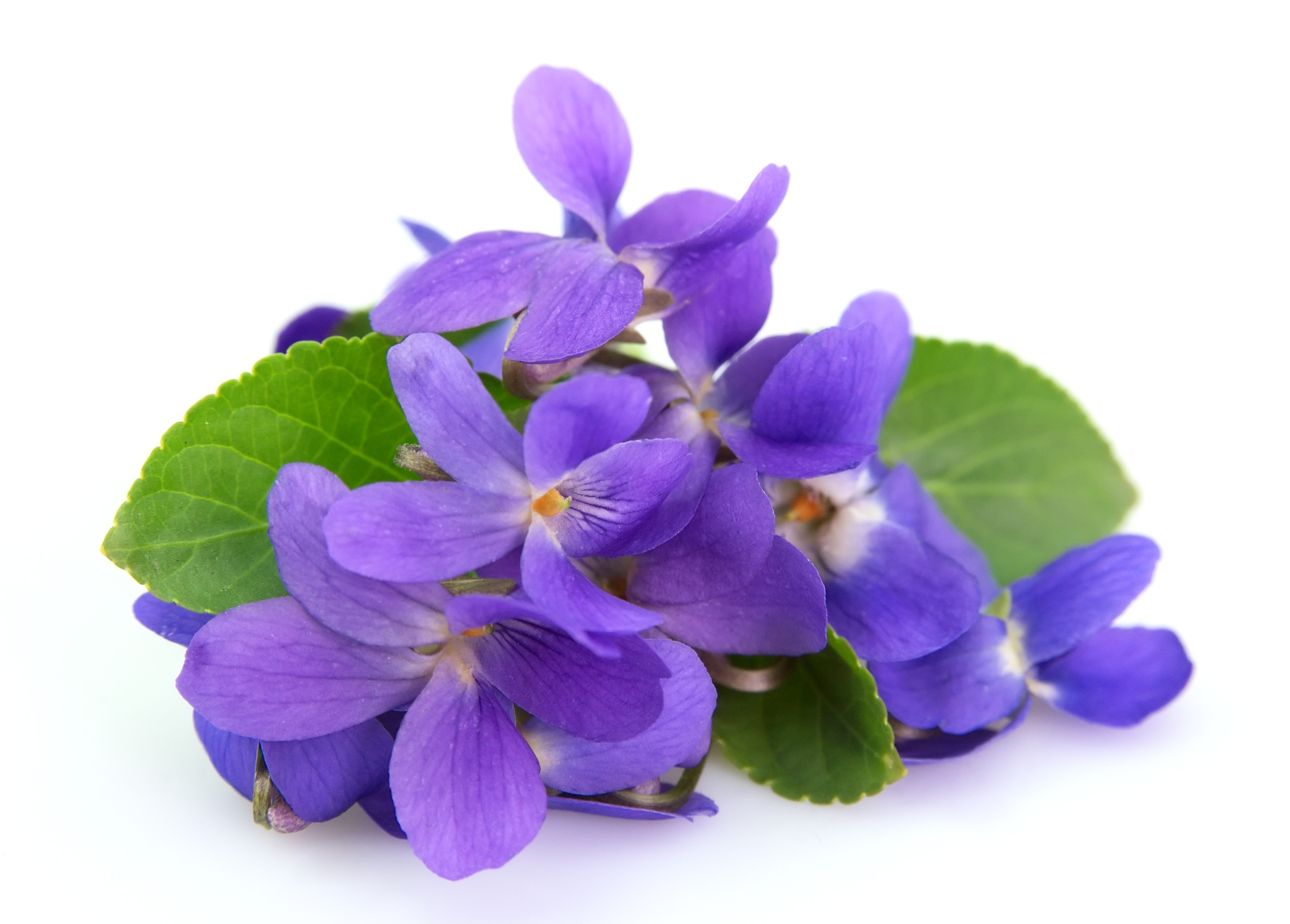 Violet Absolute
