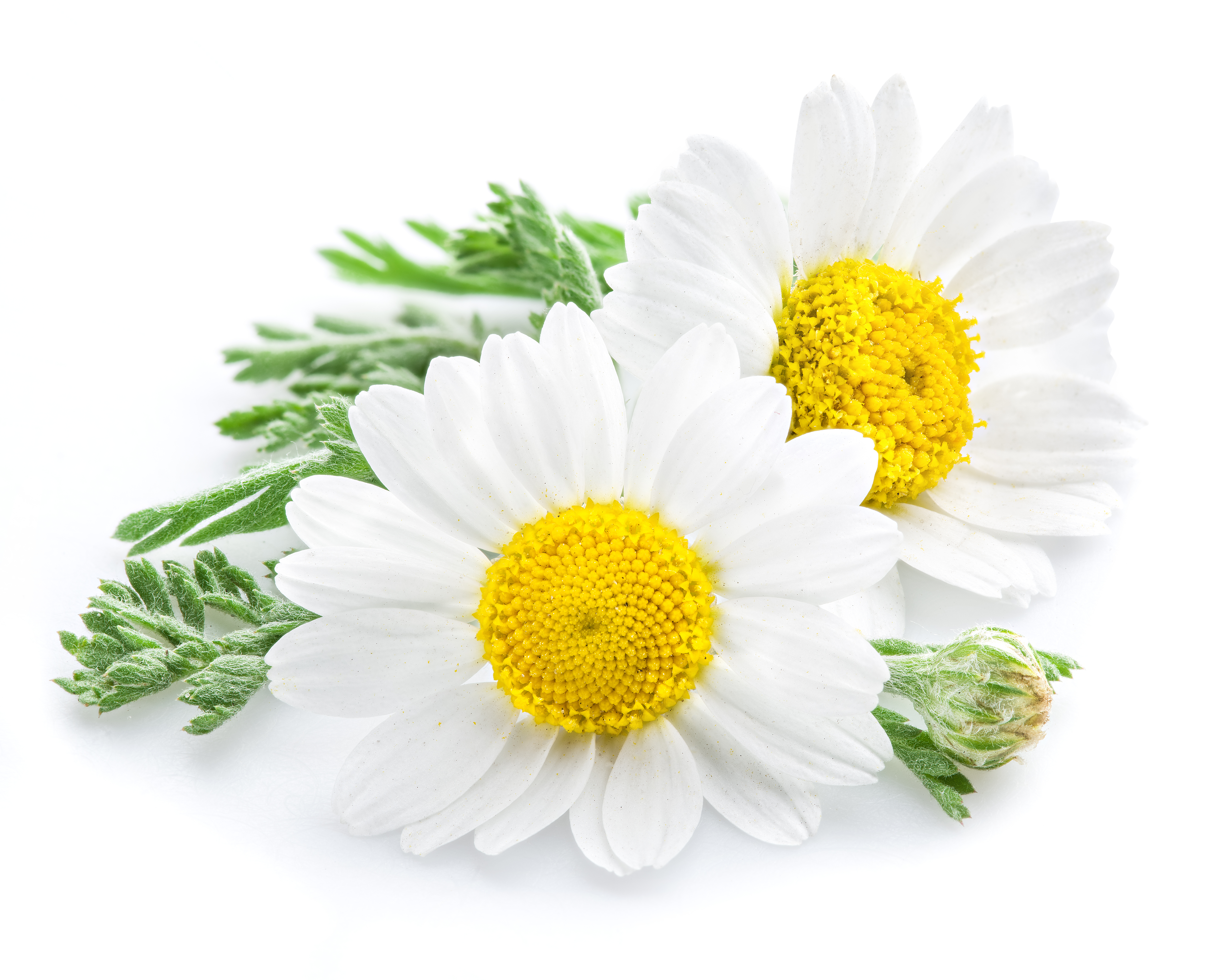 Chamomile concrete