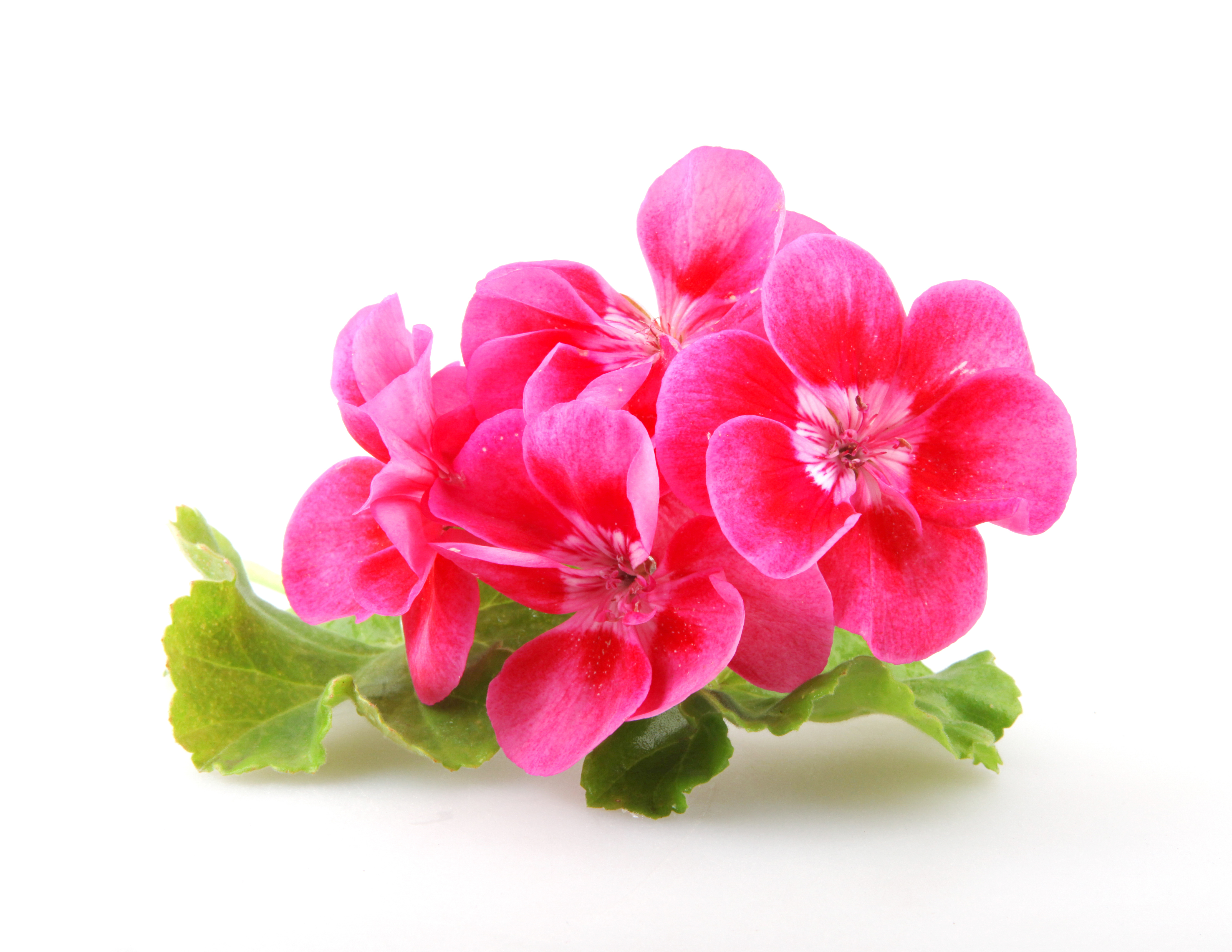 Geranium oil